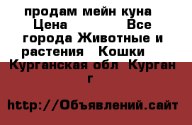 продам мейн куна › Цена ­ 15 000 - Все города Животные и растения » Кошки   . Курганская обл.,Курган г.